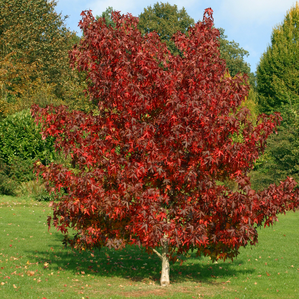 American sweetgum